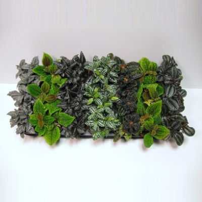 Pilea spp - Assorted Pilea