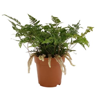 Humata Tyermannii - White Rabbit's Foot Fern