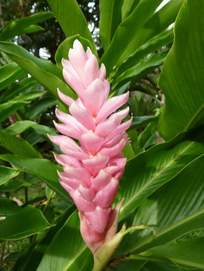 Alpinia purpurata 'Pink'- Pink Ginger Lily