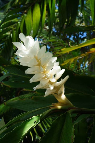 Alpinia purpurata alba- White Ginger Lily