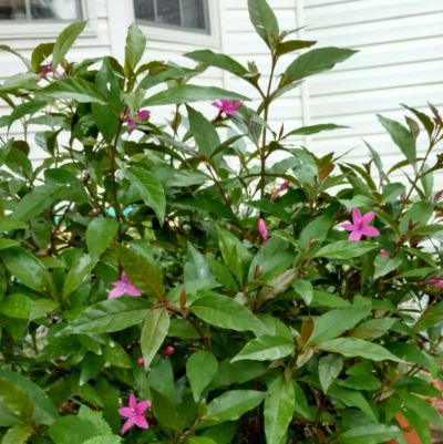 Pseuderanthemum laxiflorum - Shooting Star Plant