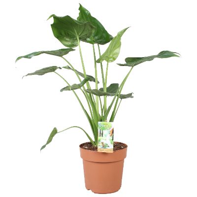 Alocasia Spp - Assorted Alocasia