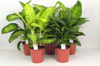 Dieffenbachia spp - Assorted Dieffenbachia