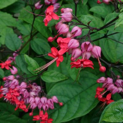 Clerodendrum thomsoniae - Bleeding Heart Vine