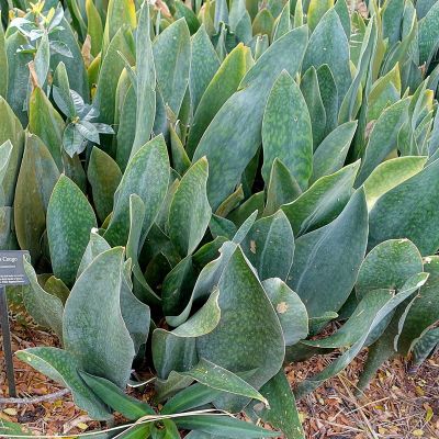 Sansevieria Masoniana - Whale Tongue