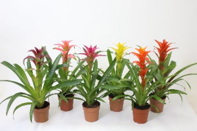 Guzmania spp - Asssorted Guzmania