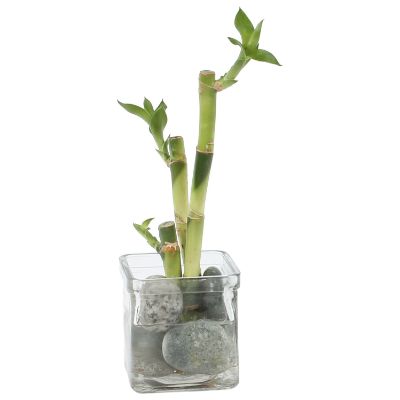 Dracaena Sanderiana - Lucky Bamboo Arrangement