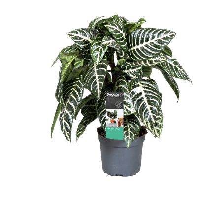Aphelandra Squarrosa - Zebra Plant