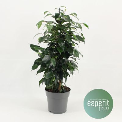 Ficus Benjamina 'Danielle'