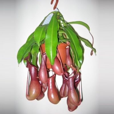Nepenthes spp. - Monkey Jars
