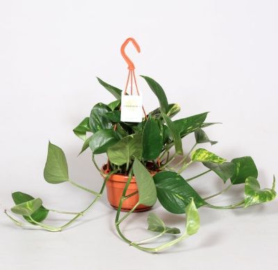 Epipremnum Pinnatum HG 5P