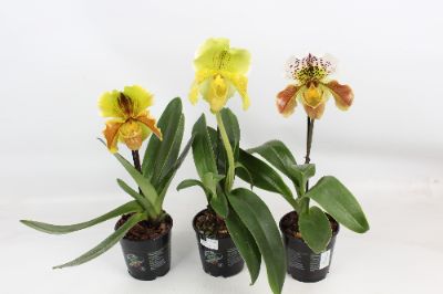 Paphiopedilum American Hybrid- Slipper Orchid