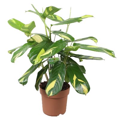 Ctenanthe Lubbersiana - Ctenanthe