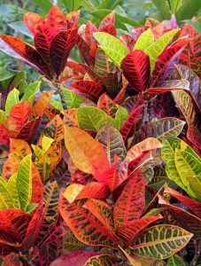 Codiaeum spp - Croton, Assorted
