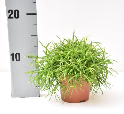 Rhipsalis, Assorted