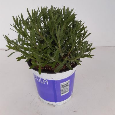 Lavandula stoechas 'Anouk' - Lavender