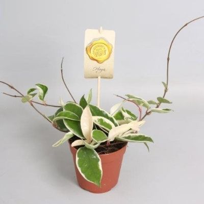 Hoya Carnosa - Assorted Wax Plant
