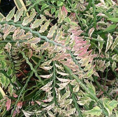 Pedilanthus tithymaloides - Jacob's Ladder