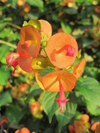 Holmskioldia sanguinea - Chinaman's Hat