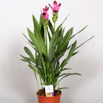 Curcuma alismatifolia 'Siam Splash' - Curcuma, Siam Tulip