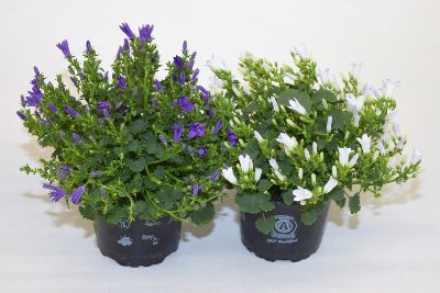 Campanula Poscharskyana - Assorted Campanula