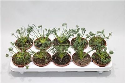 Albuca Spiralis - Frizzle Sizzle Plant