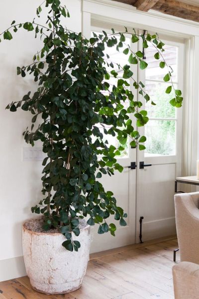 Ficus Triangularis - Triangle Ficus