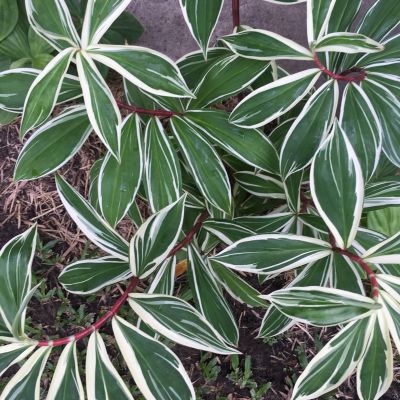 Costus arabicus 'Variegatus' - Variegated Costus