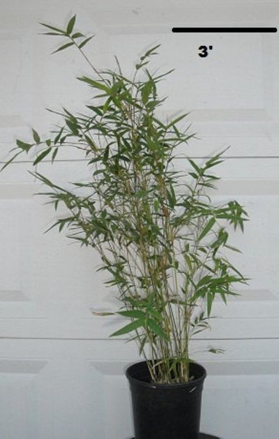 Bambusa Nana - Dwarf Bamboo