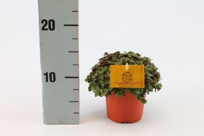 Callisia repens - Turtle Vine
