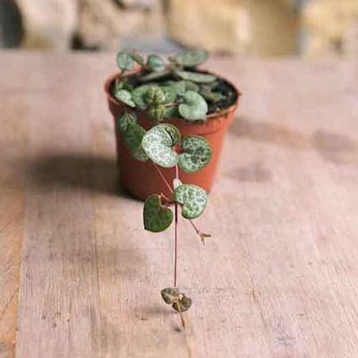 Ceropegia Woodii - String Of Hearts