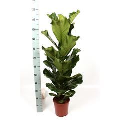 Ficus Lyrata - Fiddle Leaf Fig