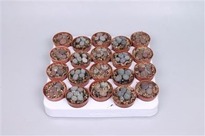 Lithops Spp - Living Stones