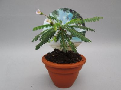 Biophytum sensitivum - Little Tree Plant
