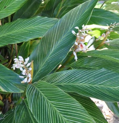 Alpinia formosana - Pinstripe Ginger