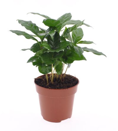 Coffea Arabica - Coffee Plant