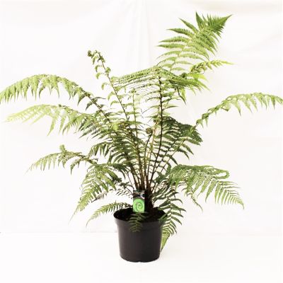Dicksonia Antarctica - Man Fern