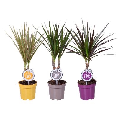 Dracaena Marginata 'Sunray'