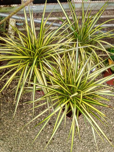 Dracaena Marginata 'Sunray'