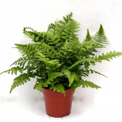 Dryopteris Affinis 'Crispa' - Golden Male Fern