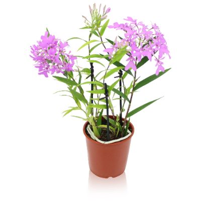 Epidendrum Orchid