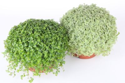 Soleirolia soleirolii - Baby's Tears