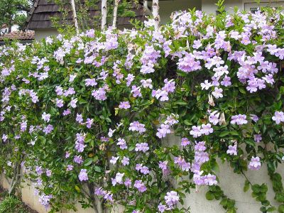 Clytostoma callistegioides - Bignonia, Lavender Trumpet Vine