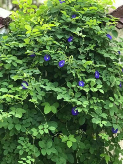 Clitoria ternatea - Cat Vine
