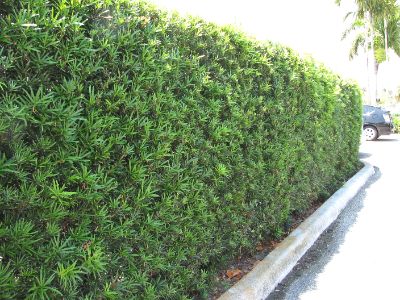 Podocarpus macrophyllus - Plum Pine