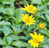 Wedelia trilobata - Carpet Daisy