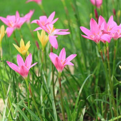 Zephyranthes spp - Crocus, Rain Lily