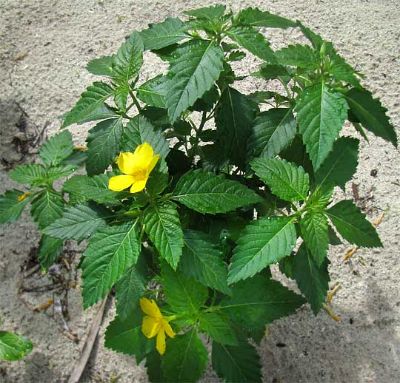 Turnera diffusa- Buttercup Damiana