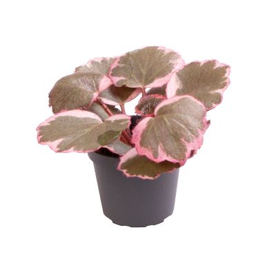 Saxifraga stolinofera 'Tricolor' - Strawberry Saxifraga