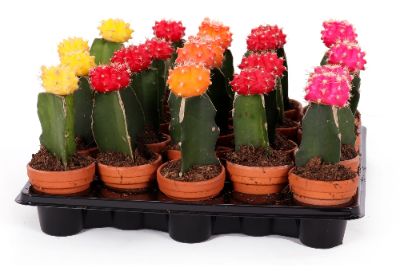 Gymnocalycium mihanovichii